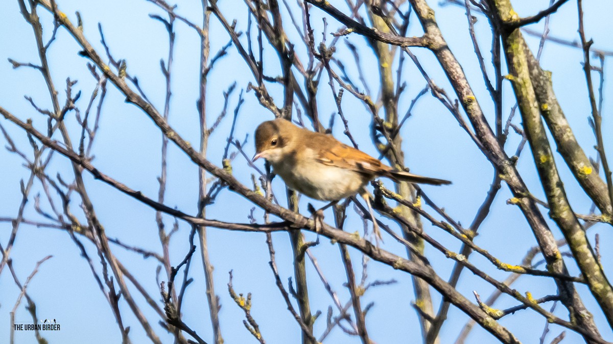 Greater Whitethroat - ML638681162