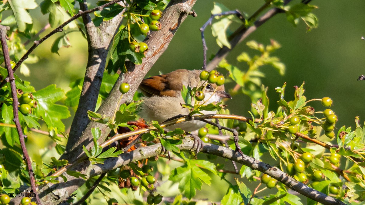 Greater Whitethroat - ML638681163