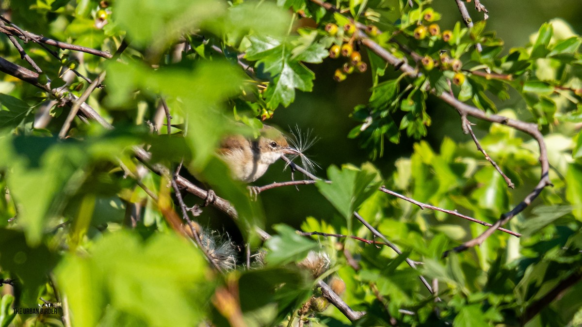 Greater Whitethroat - ML638681173