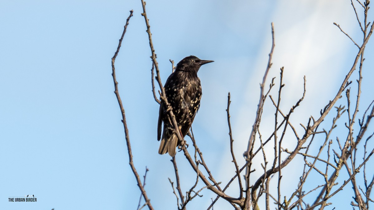 European Starling - ML638681185