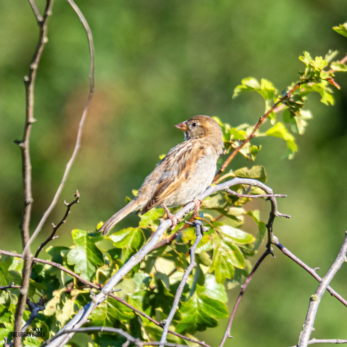 House Sparrow - ML638681190