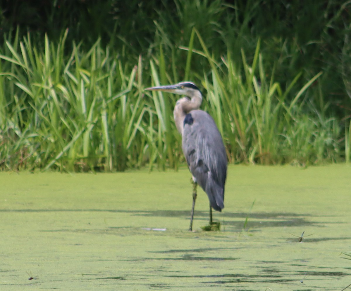 Great Blue Heron - ML638681193