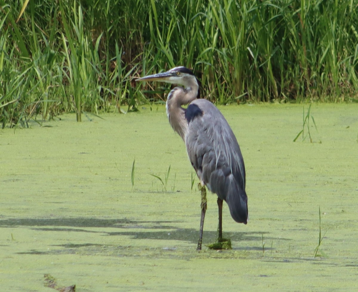 Great Blue Heron - ML638681194