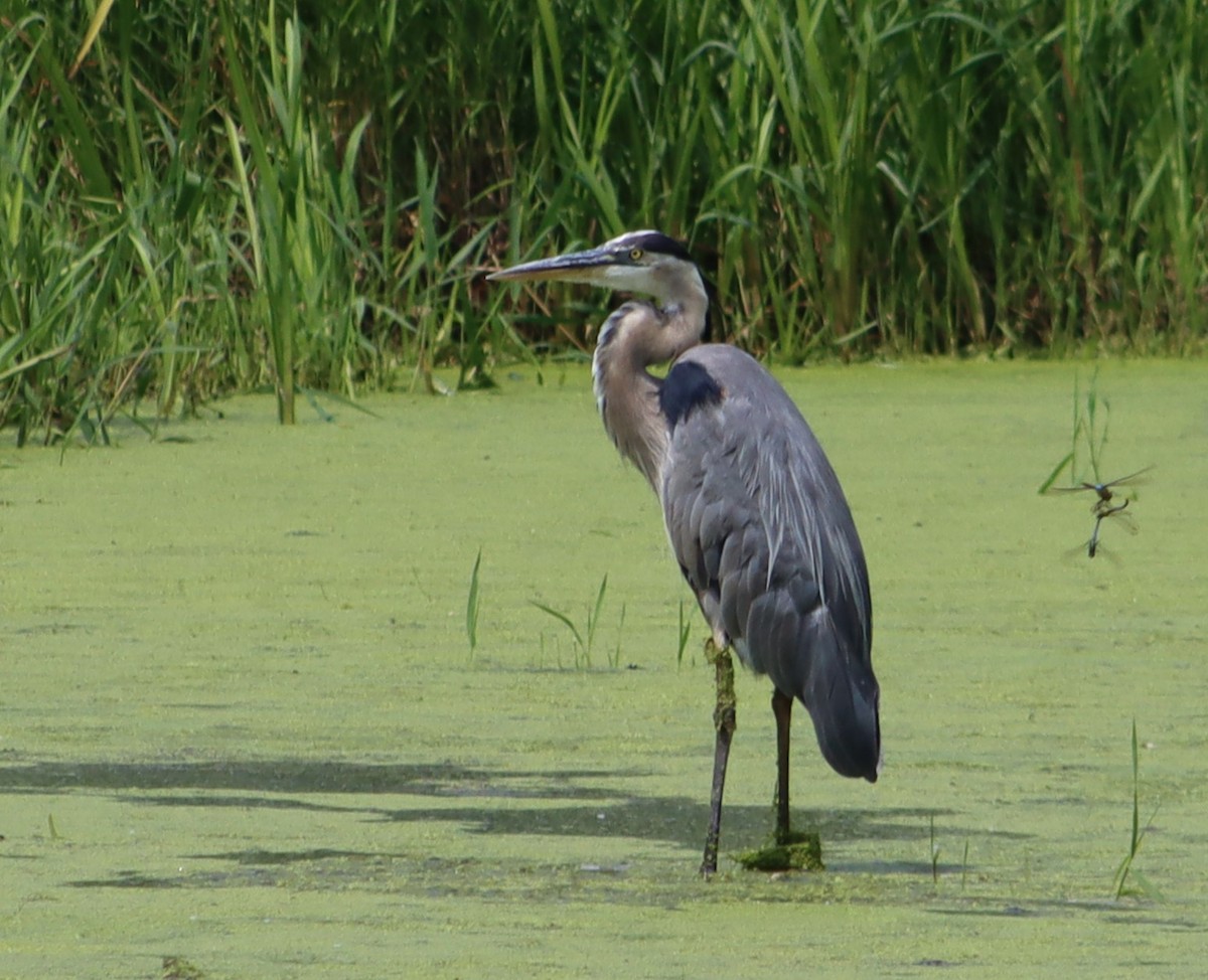 Great Blue Heron - ML638681197
