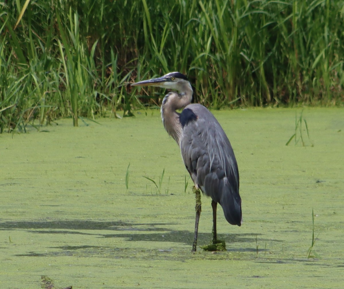 Great Blue Heron - ML638681198