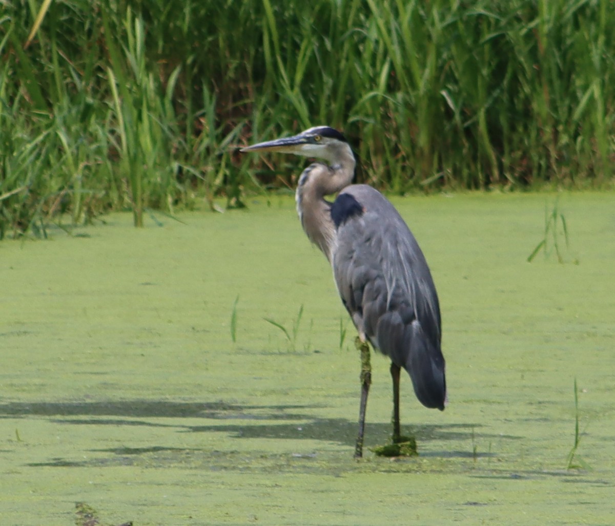 Great Blue Heron - ML638681200