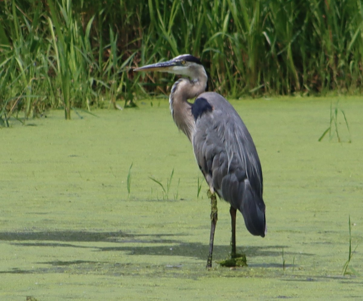 Great Blue Heron - ML638681202