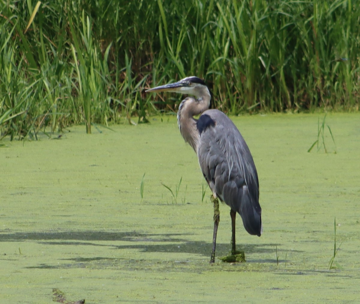 Great Blue Heron - ML638681206