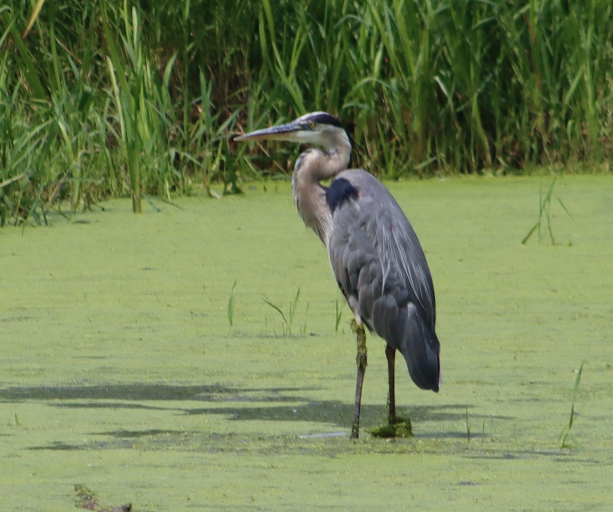 Great Blue Heron - ML638681207