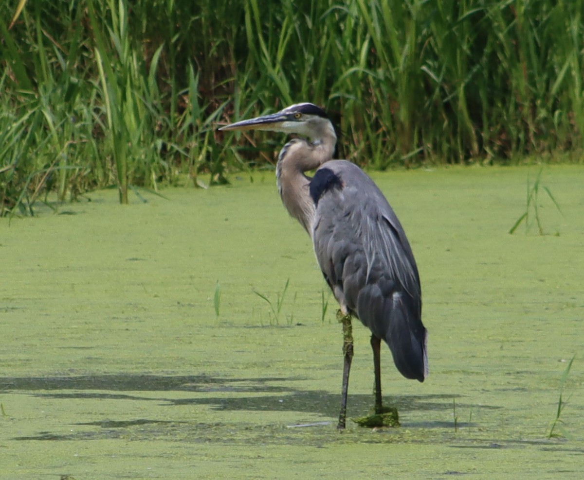 Great Blue Heron - ML638681212