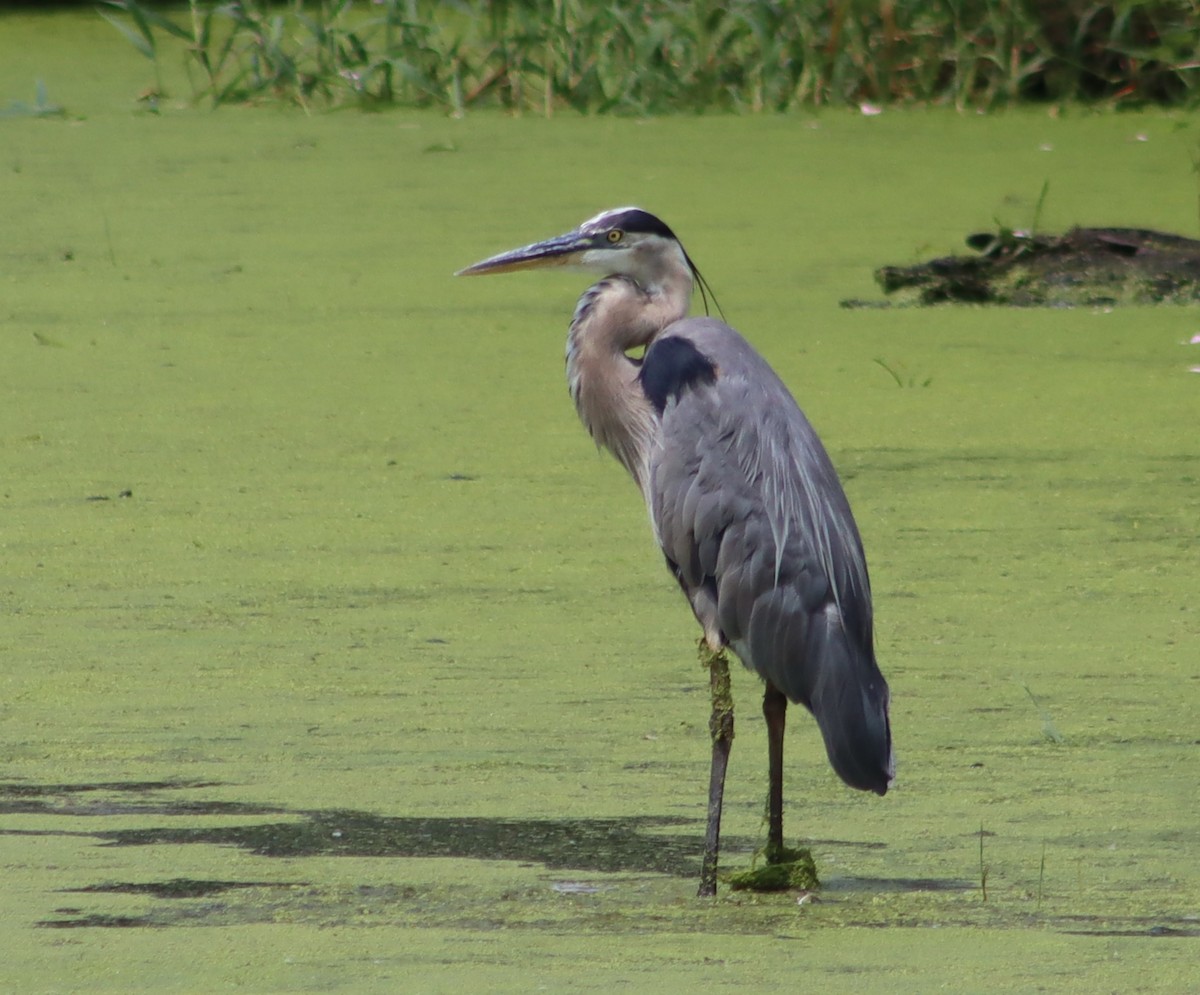 Great Blue Heron - ML638681213