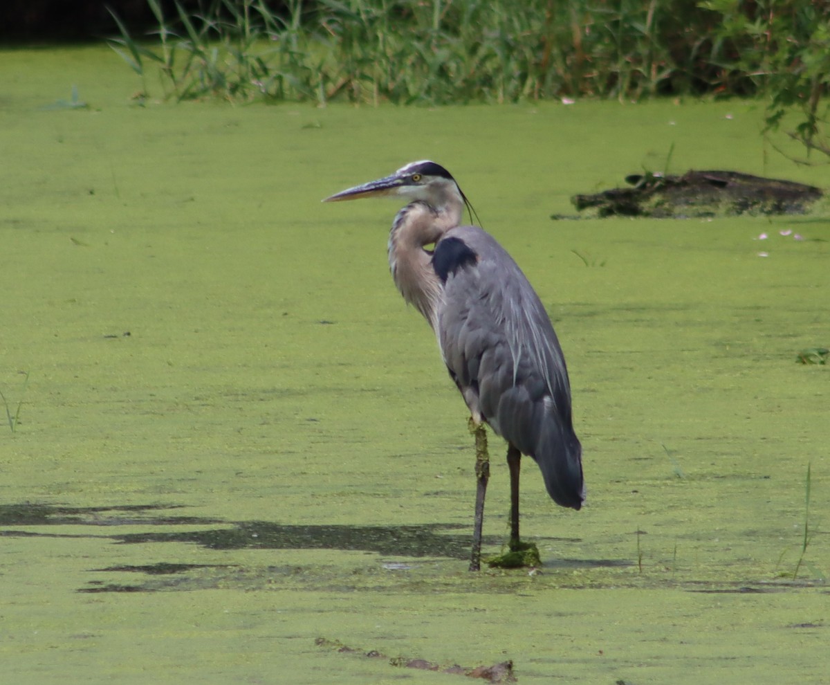 Great Blue Heron - ML638681214