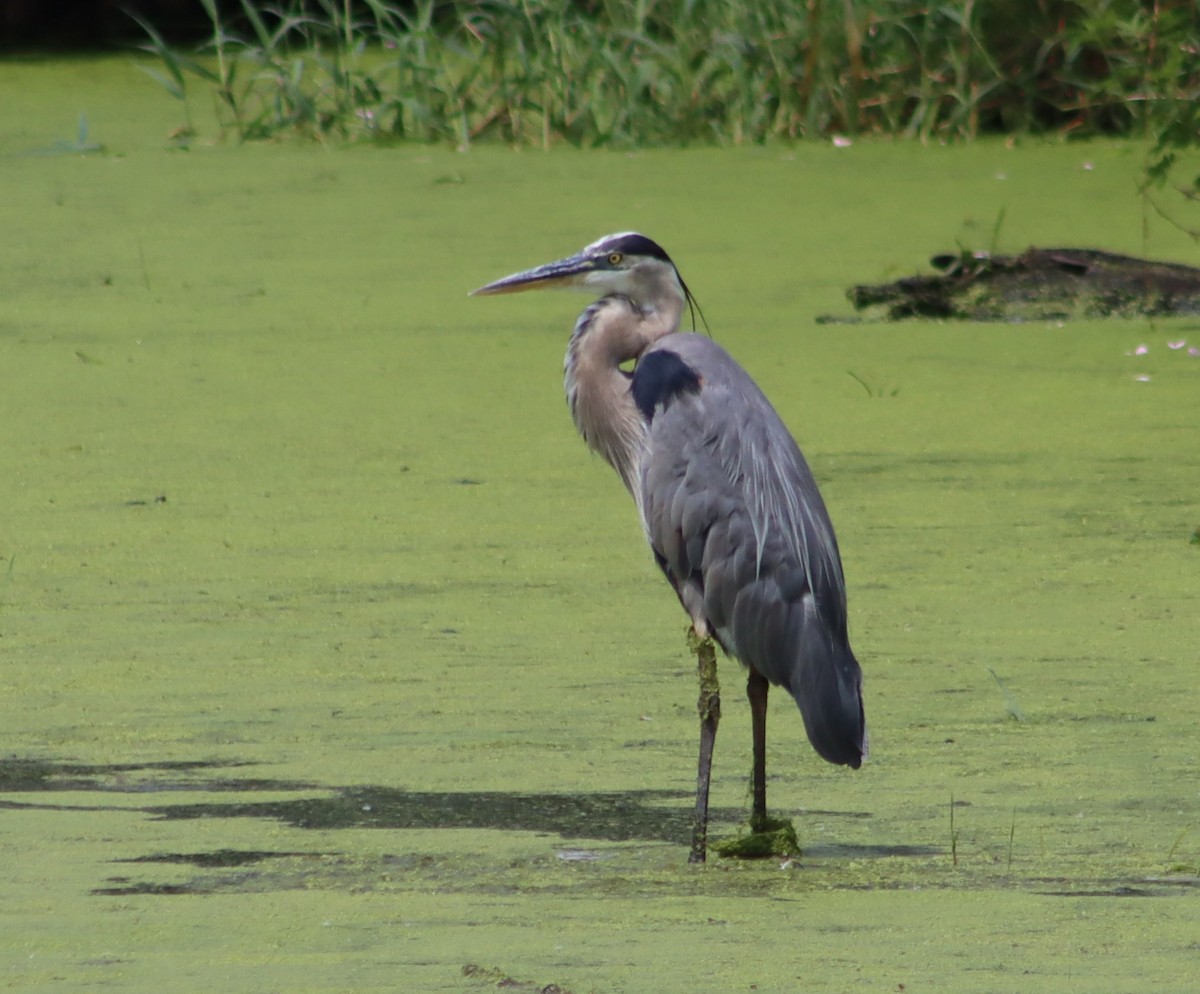 Great Blue Heron - ML638681215