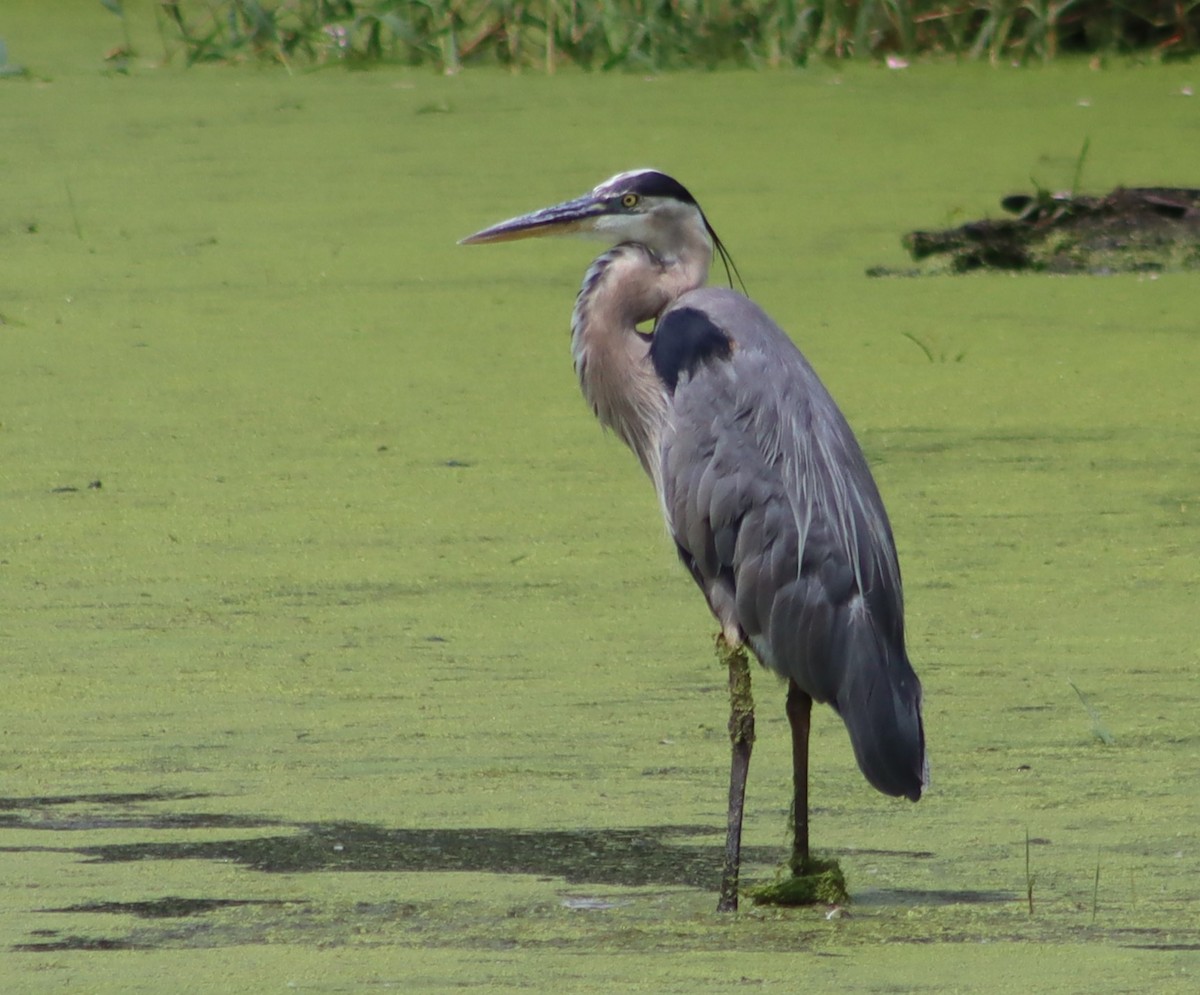 Great Blue Heron - ML638681218