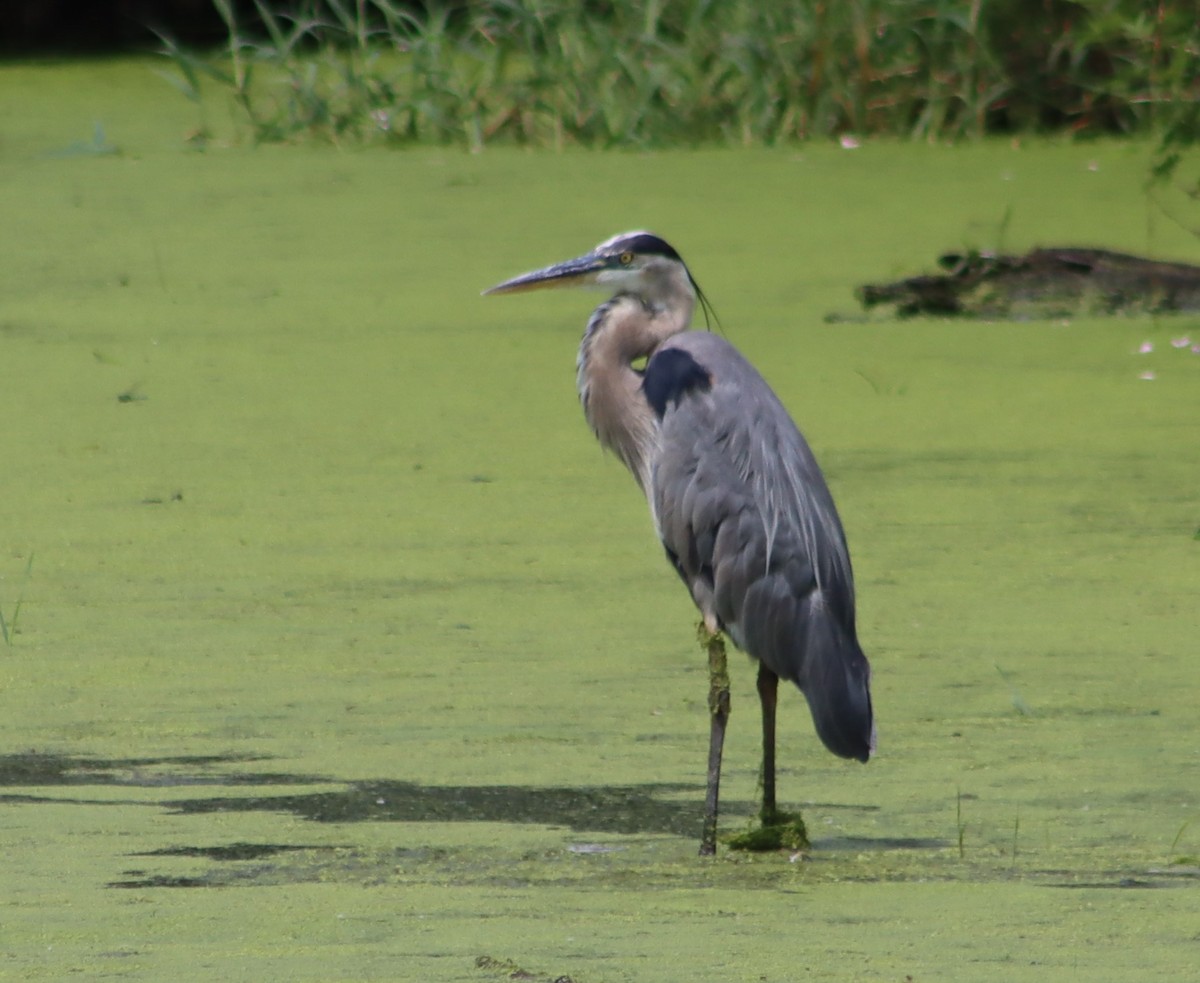 Great Blue Heron - ML638681219