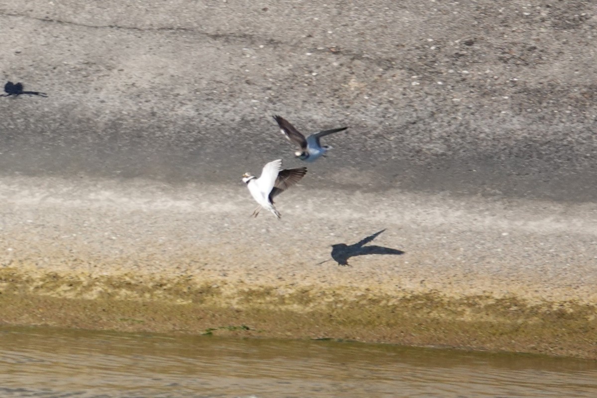 Pluvier petit-gravelot - ML638681225