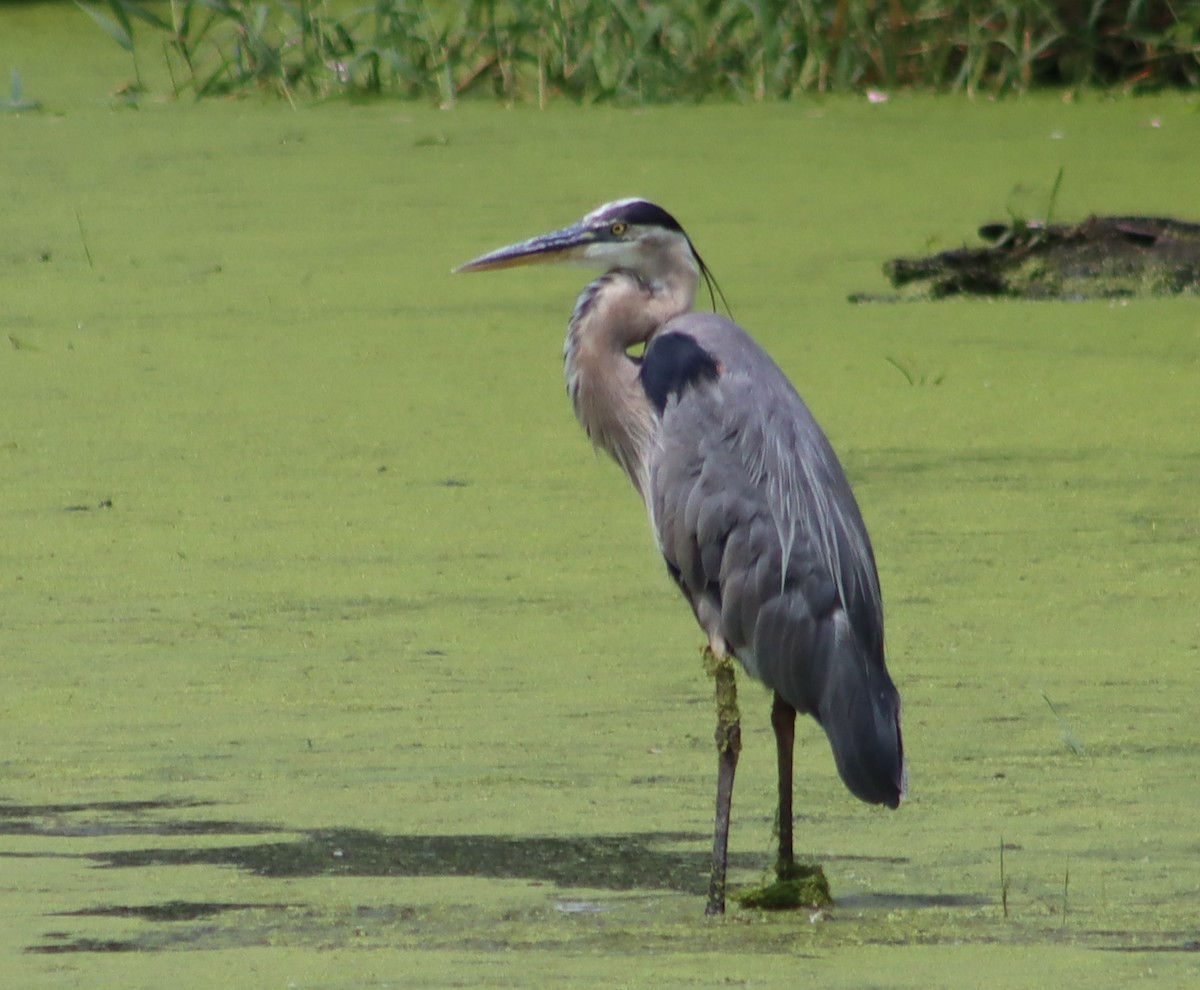 Great Blue Heron - ML638681227
