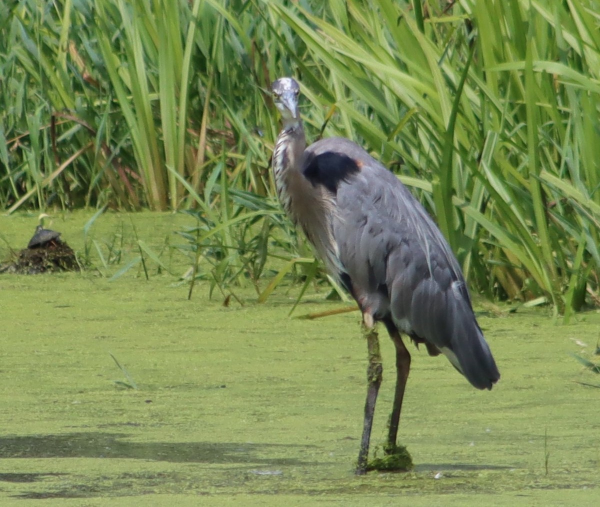 Great Blue Heron - ML638681228