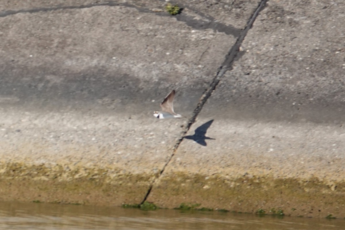 Pluvier petit-gravelot - ML638681229