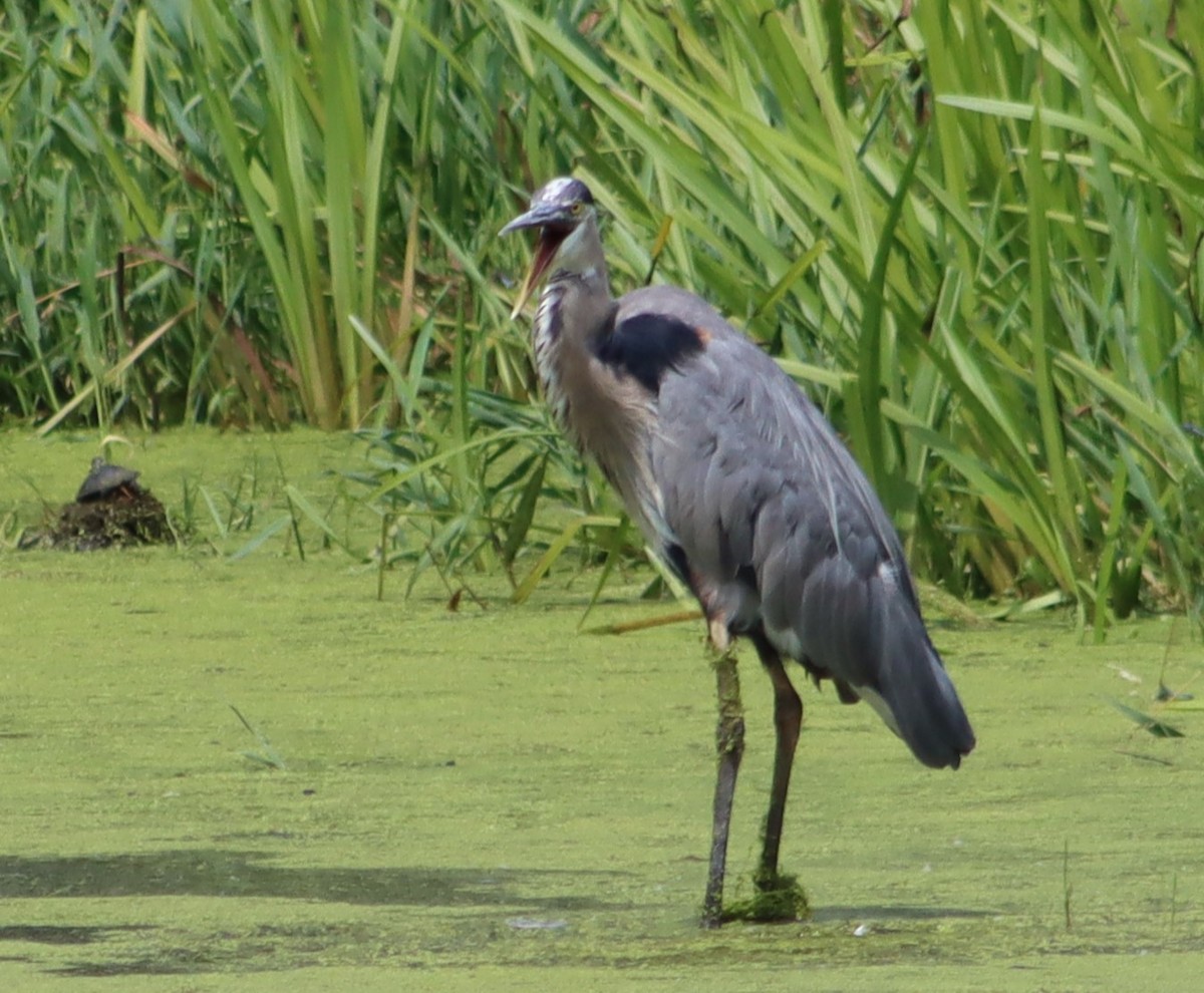 Great Blue Heron - ML638681236