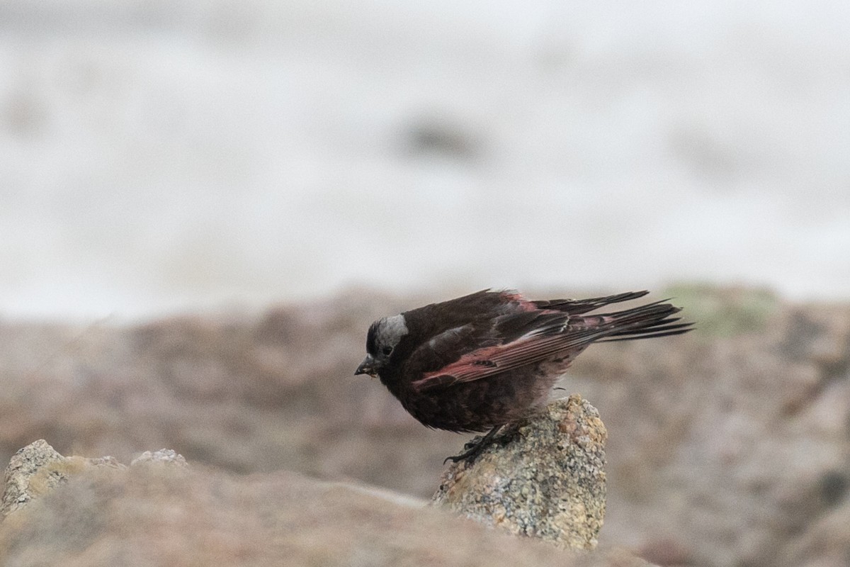 eBird Checklist - 20 Jun 2025 - Beartooth Hwy--Beartooth Pass - 3 species