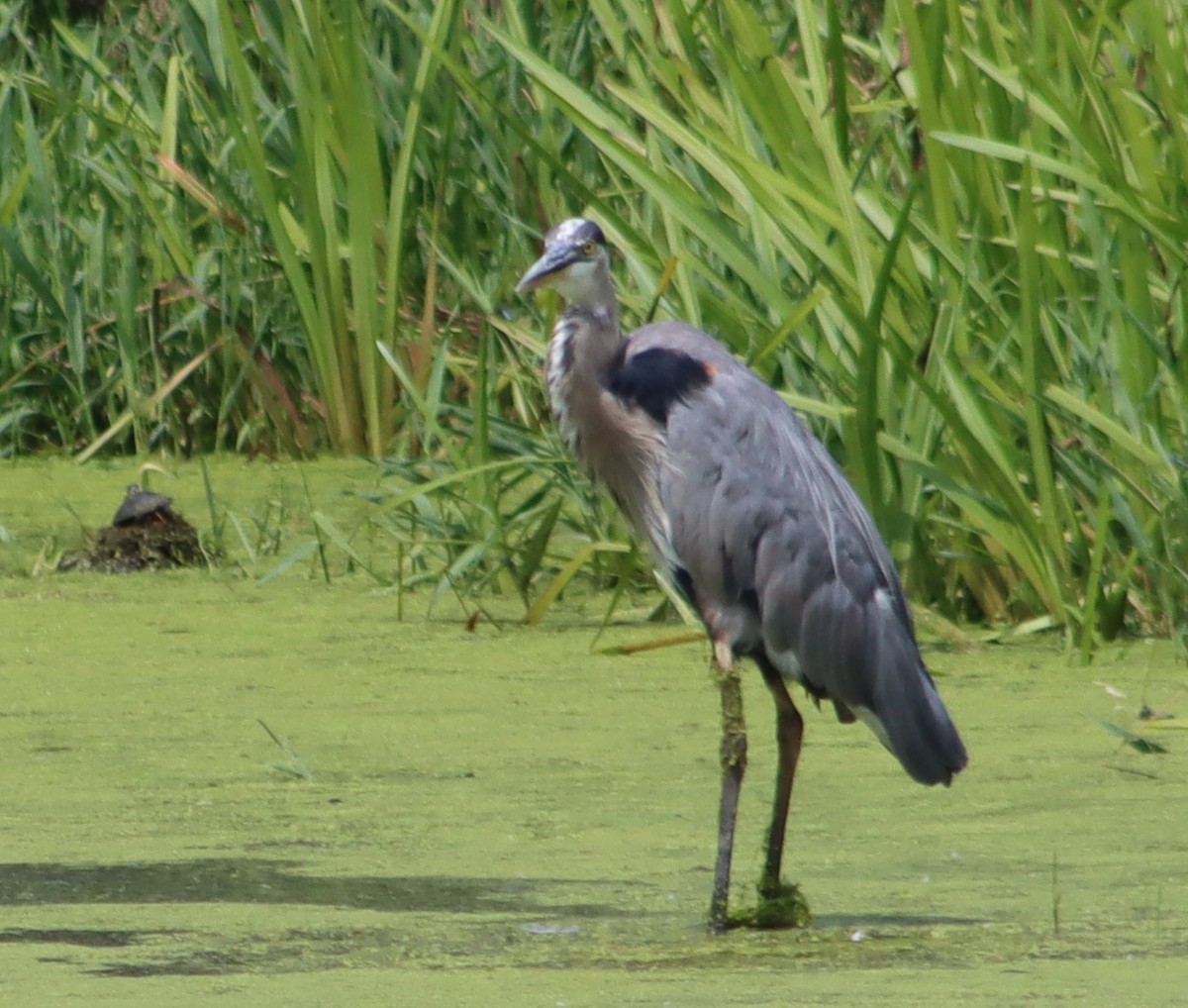 Great Blue Heron - ML638681238