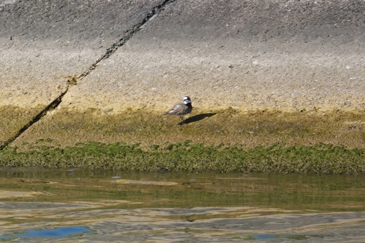 Pluvier petit-gravelot - ML638681239