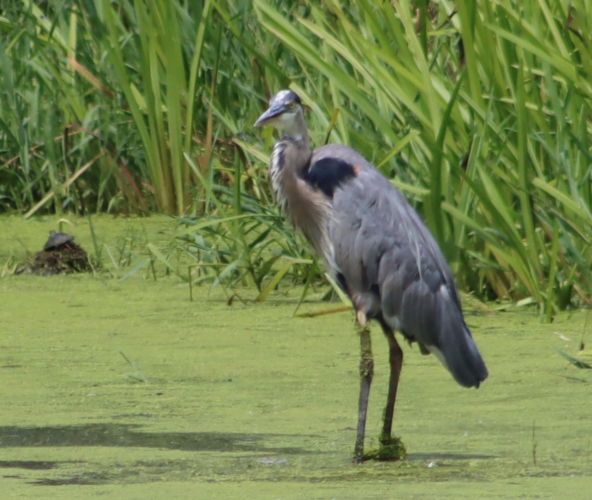 Great Blue Heron - ML638681240