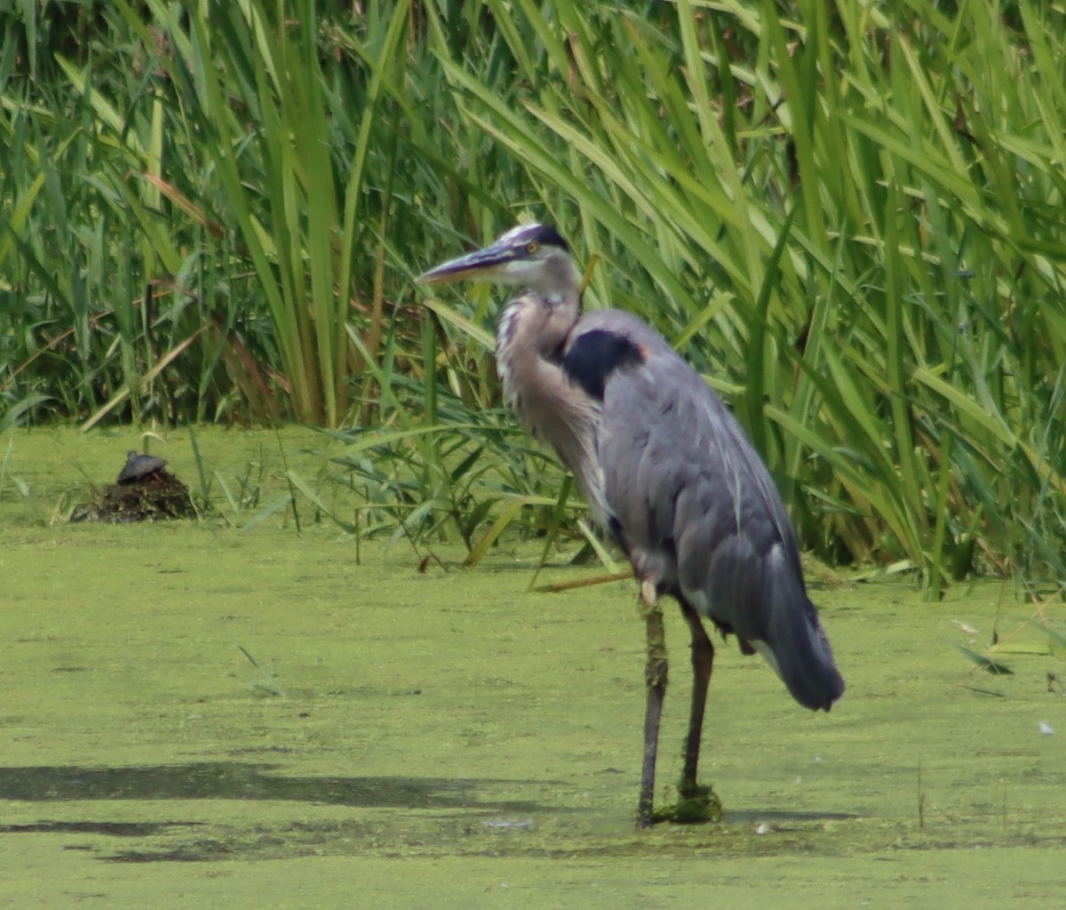 Great Blue Heron - ML638681241