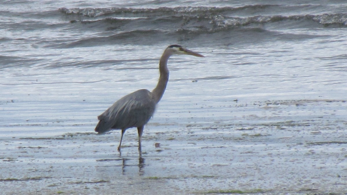 volavka velká - ML638681244