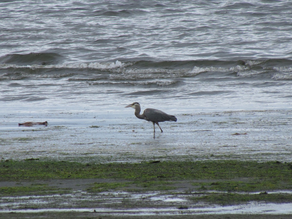 volavka velká - ML638681246