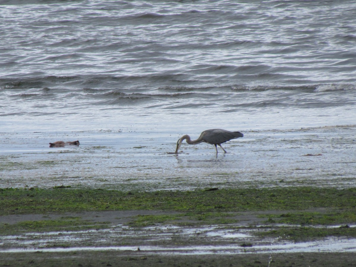 volavka velká - ML638681247