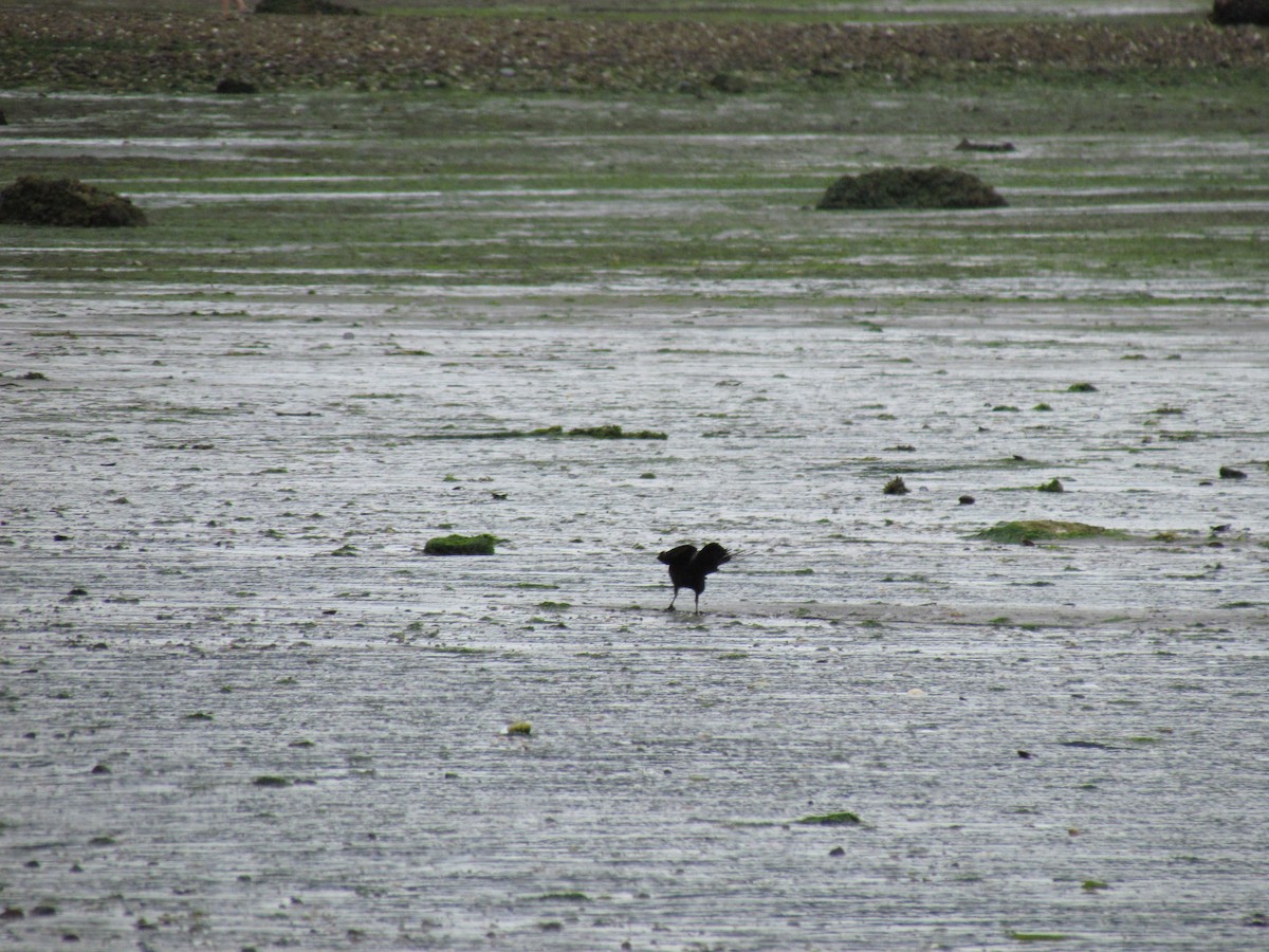 krkavec velký - ML638681254