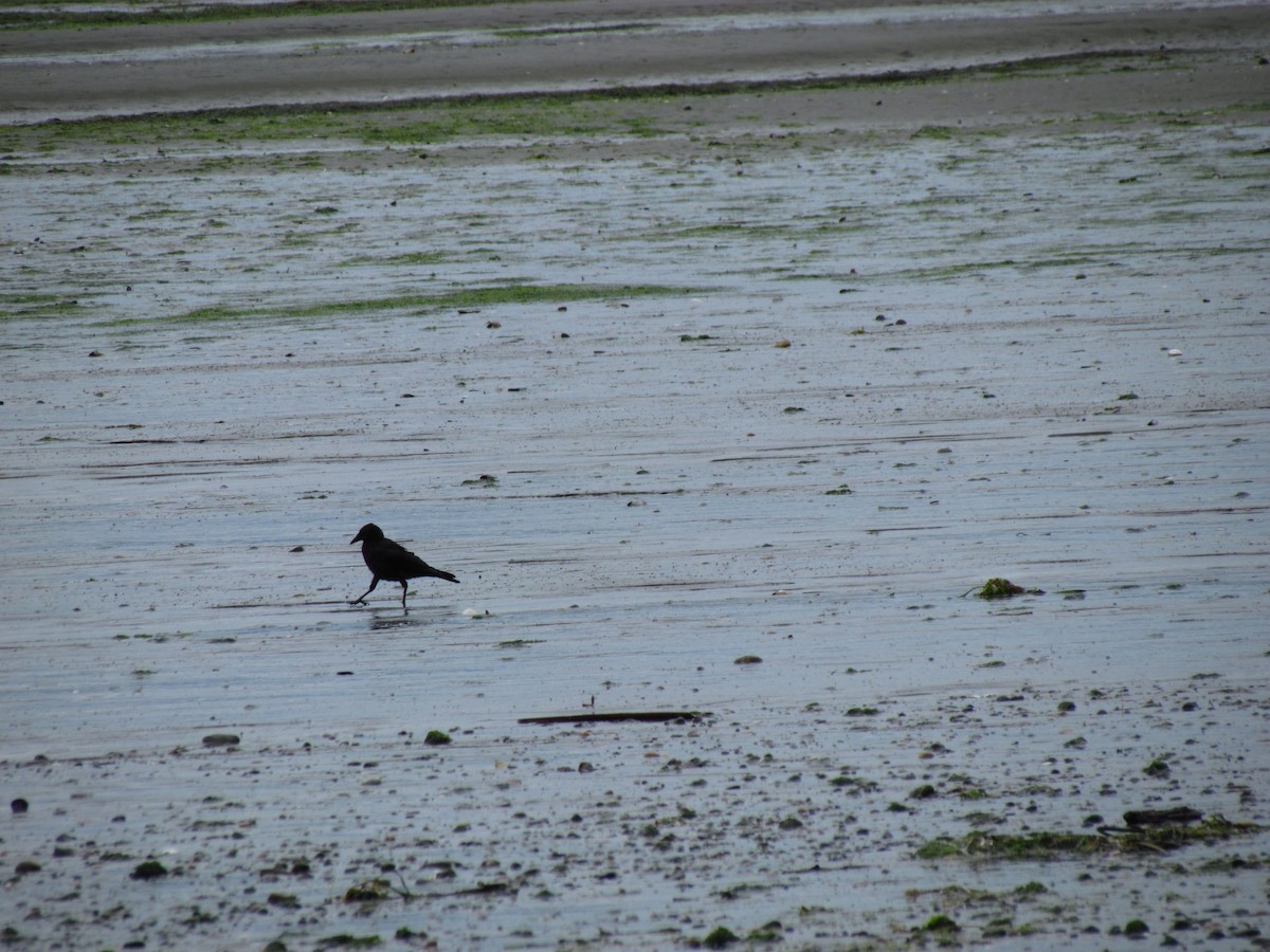 vrána americká - ML638681255