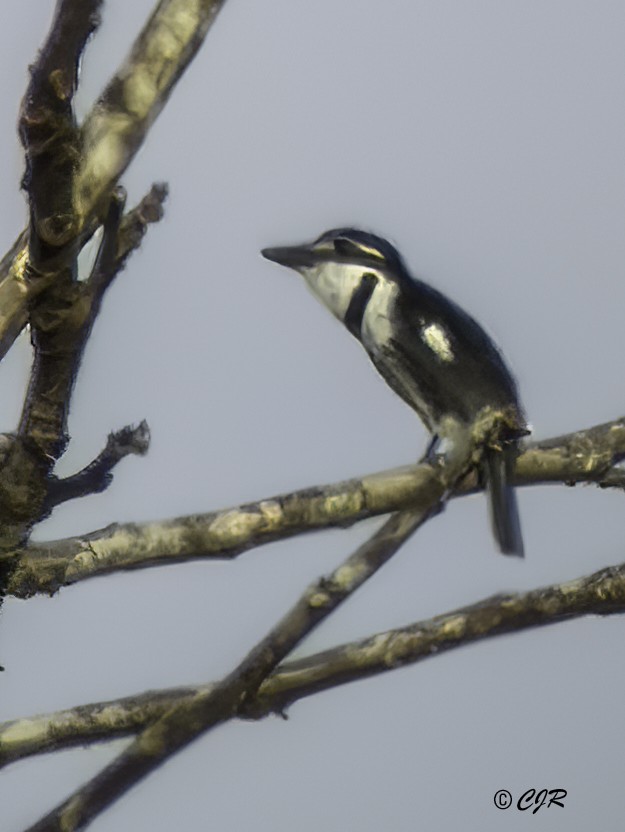 Pied Puffbird - ML638681301