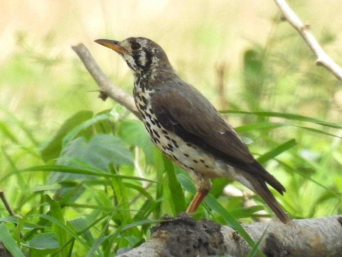 Groundscraper Thrush - ML638681306
