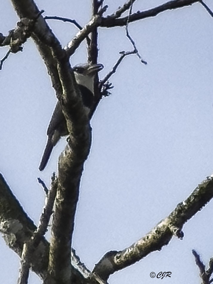 White-necked Puffbird - ML638681309