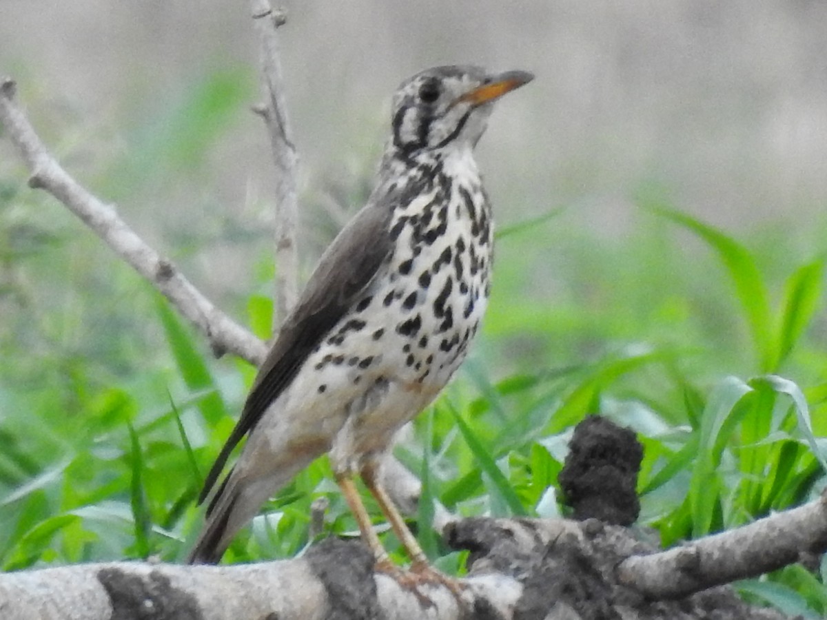 Groundscraper Thrush - ML638681320