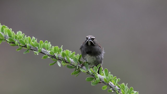 Five-striped Sparrow - ML638681329