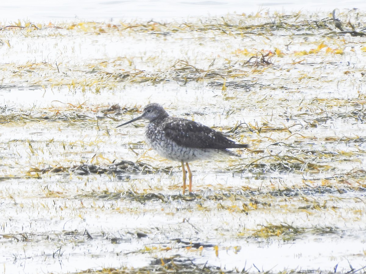 Greater Yellowlegs - ML638681350