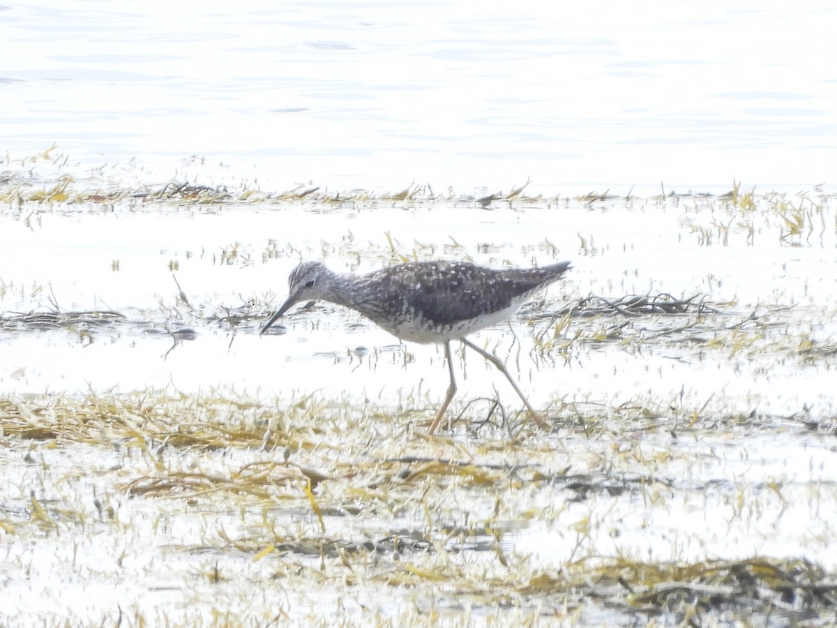 Lesser Yellowlegs - ML638681354