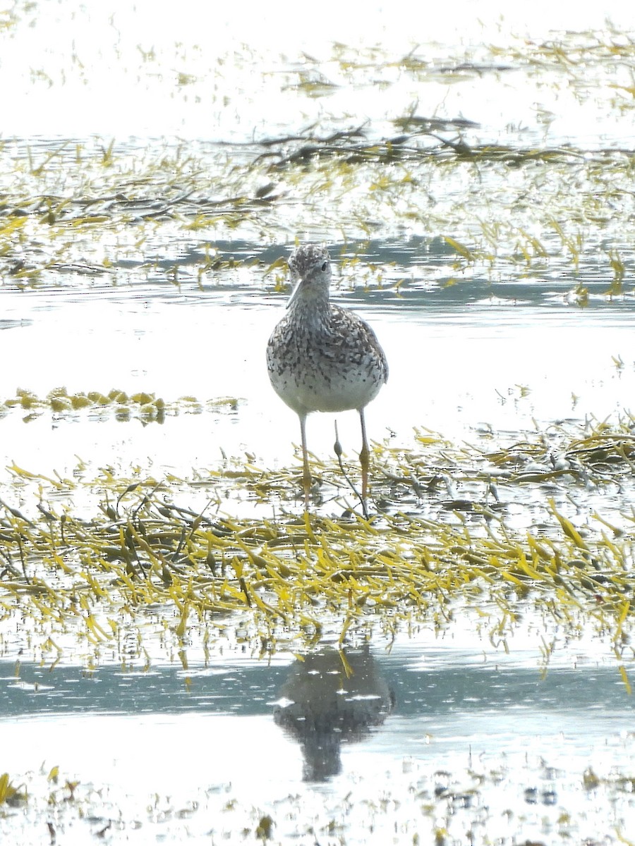 Lesser Yellowlegs - ML638681362