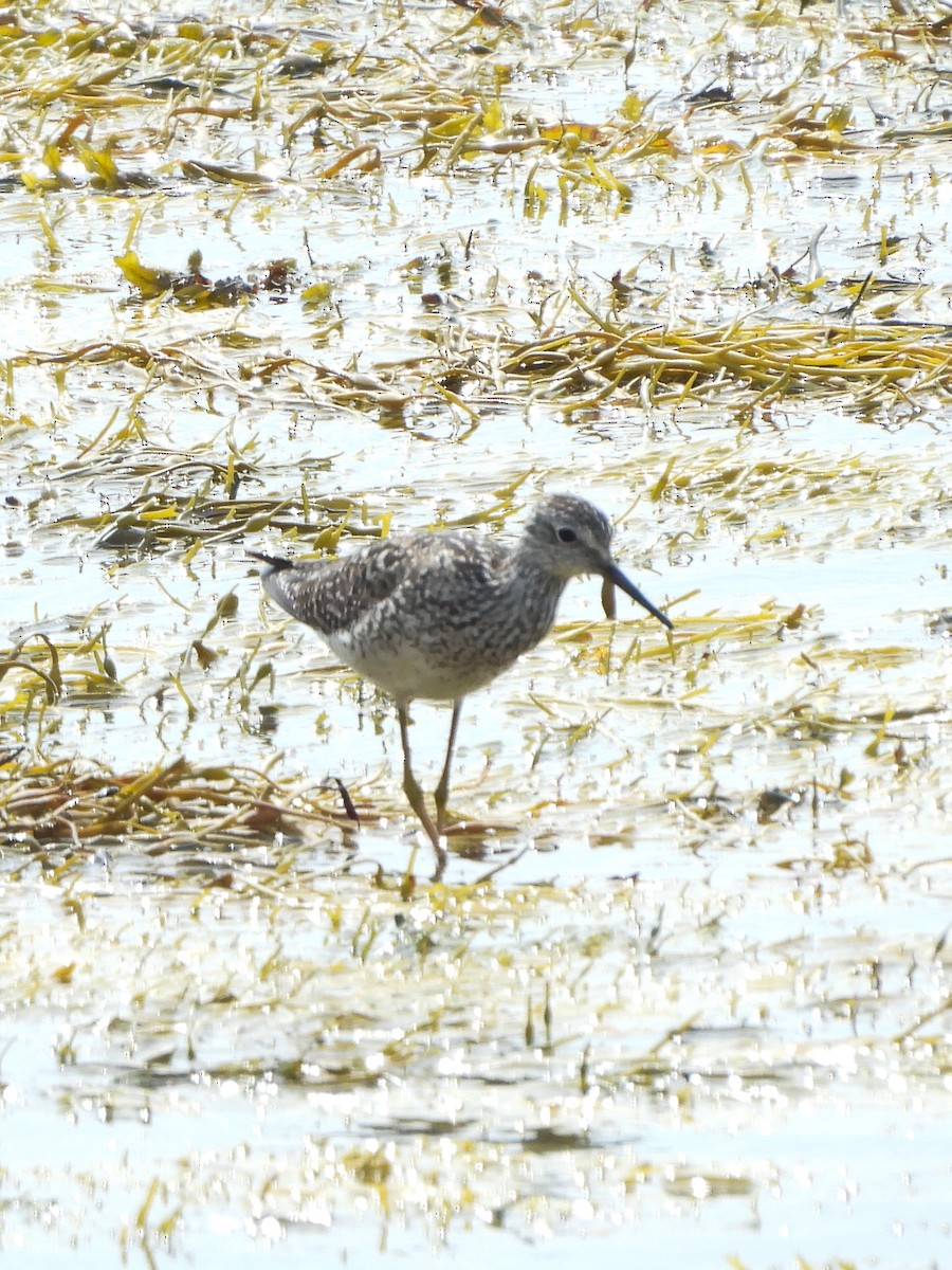 Lesser Yellowlegs - ML638681368