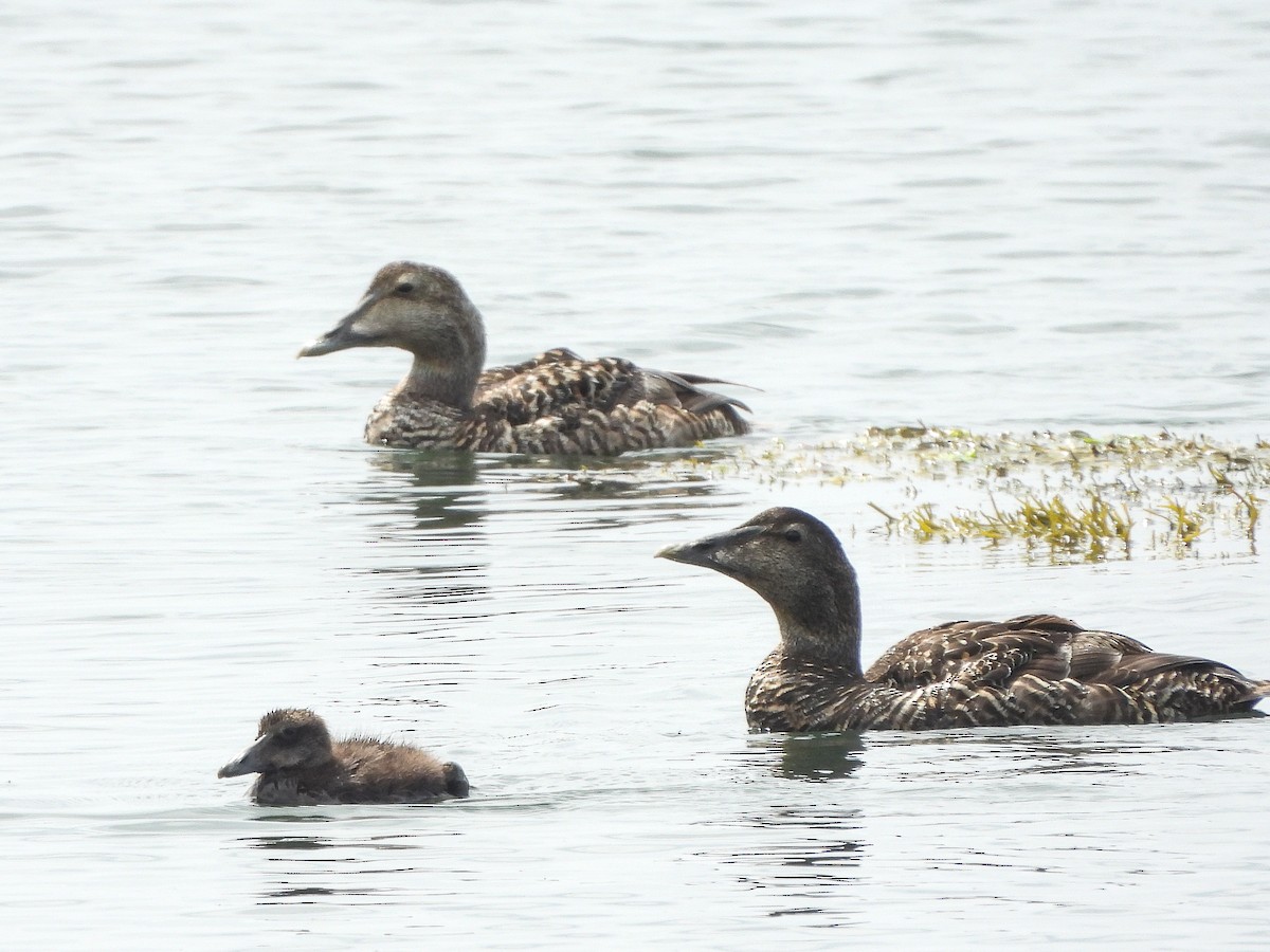 Common Eider - ML638681376