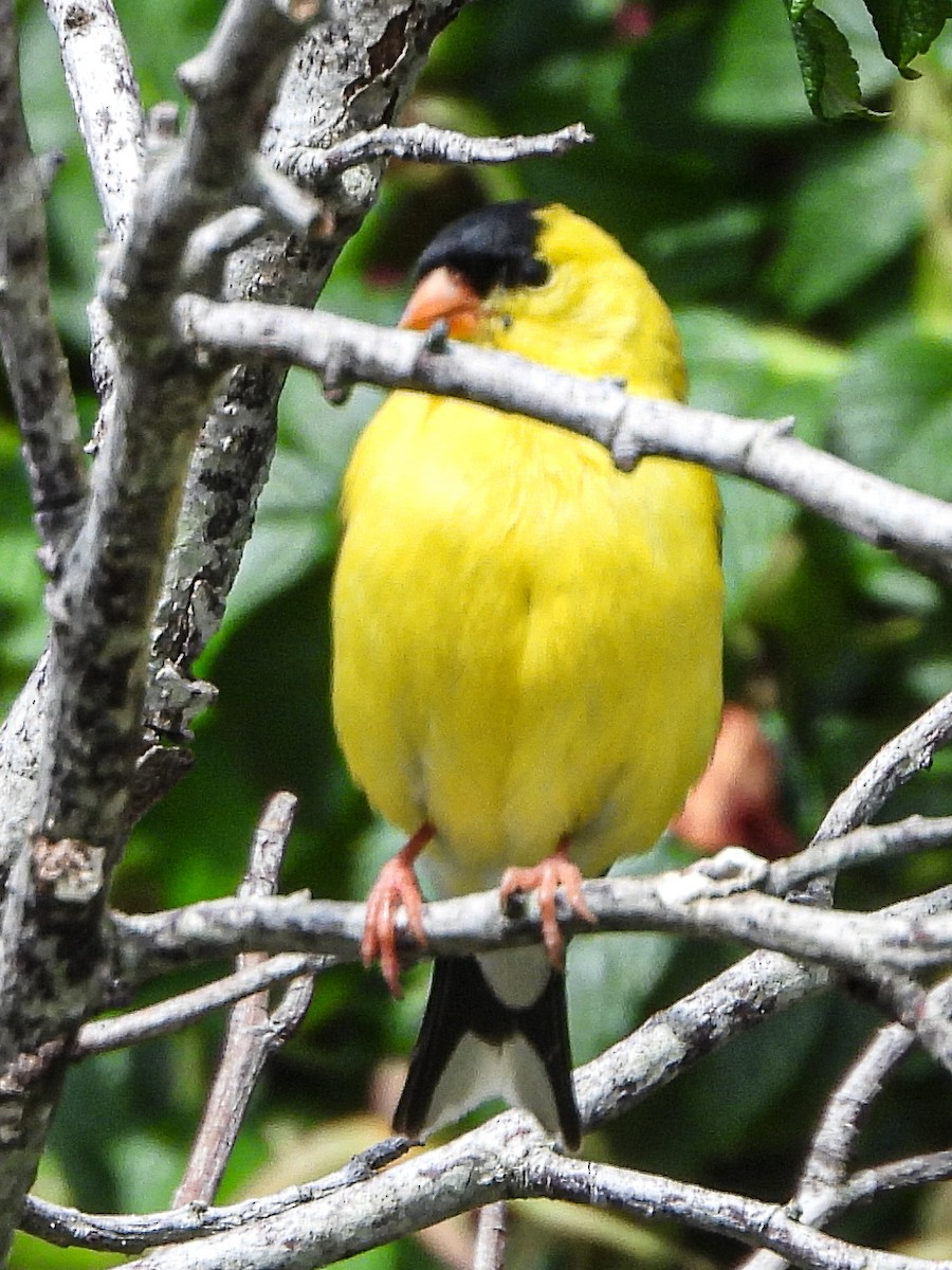 American Goldfinch - ML638681378