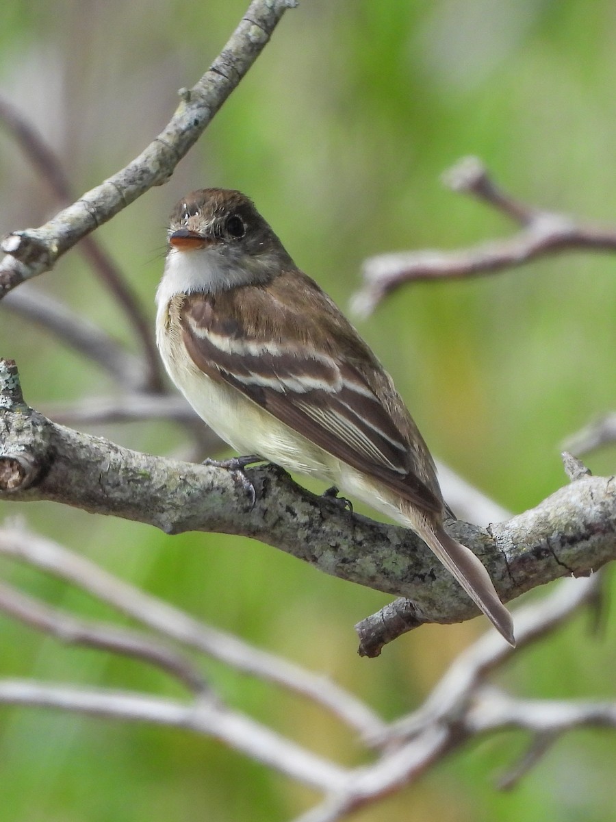 Alder Flycatcher - ML638681385