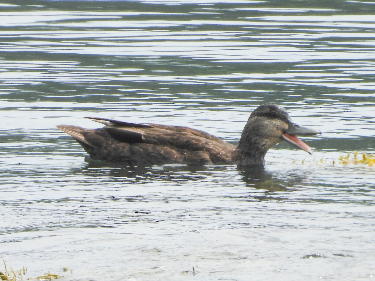 American Black Duck - ML638681391
