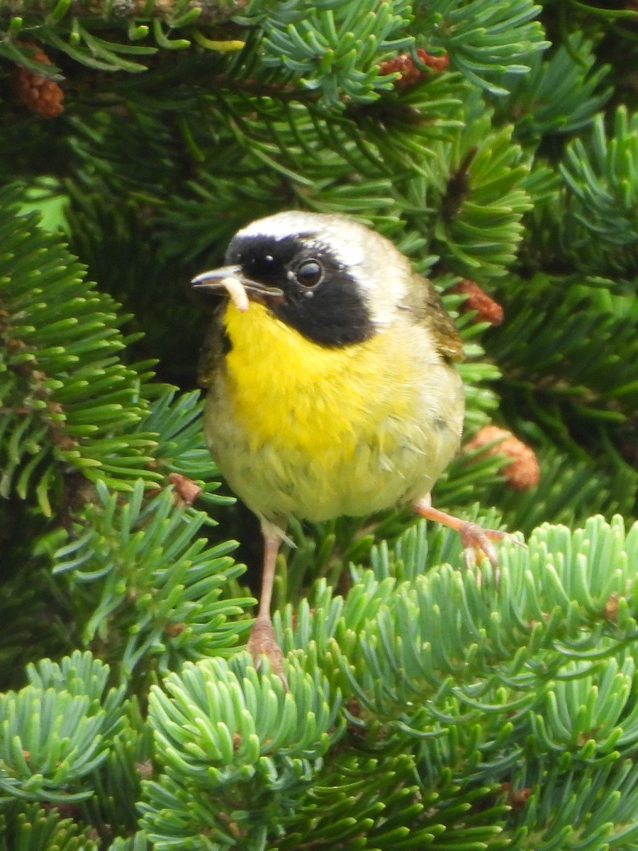 Common Yellowthroat - ML638681398