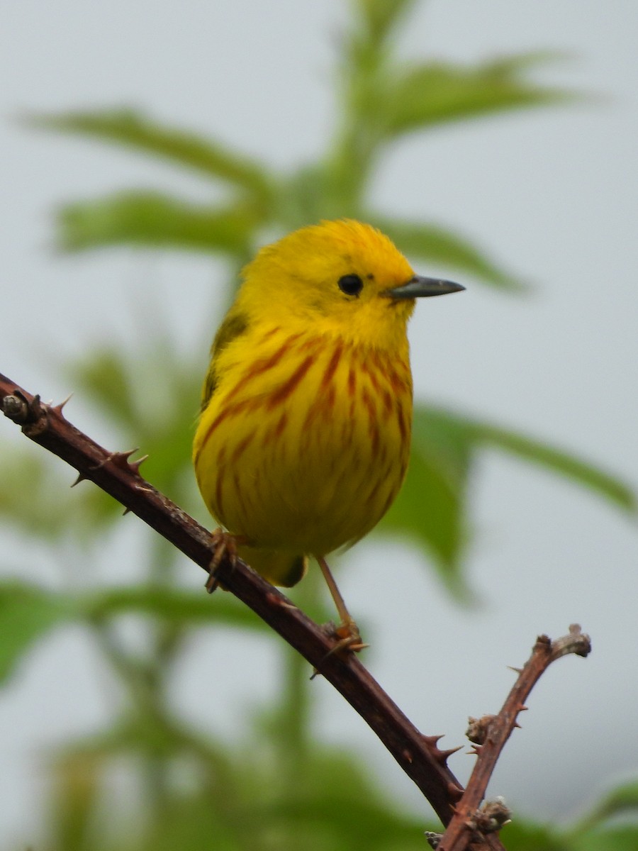 Yellow Warbler - ML638681405