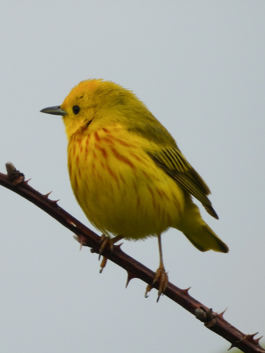 Yellow Warbler - ML638681408